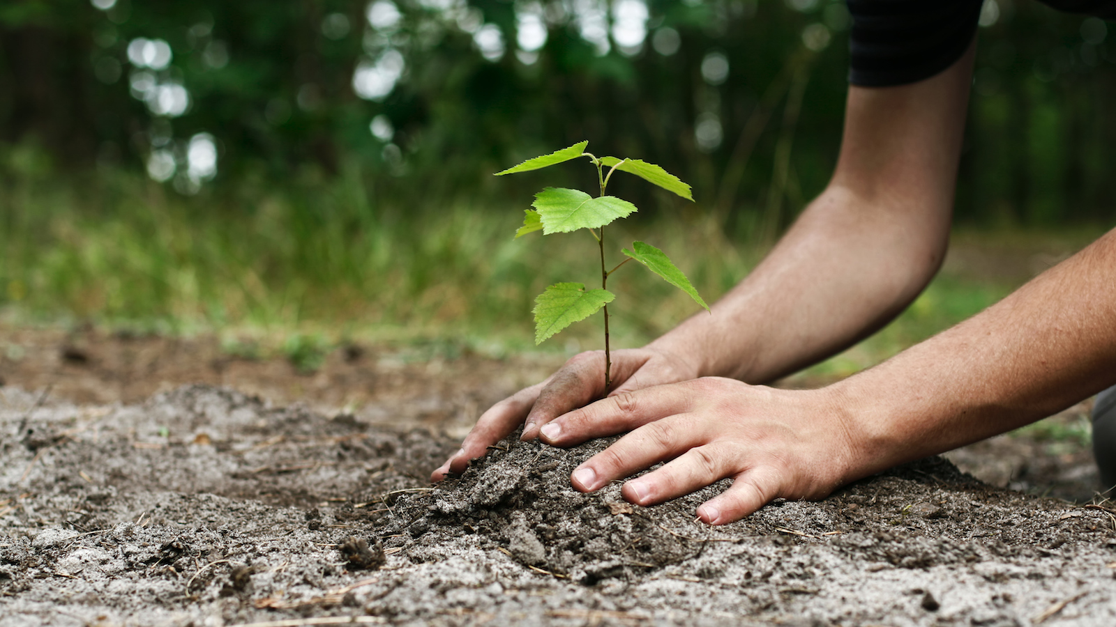 Tu Bishvat